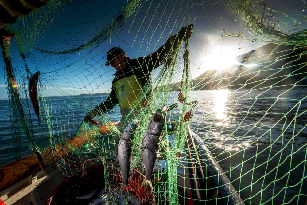 Clovelly Herring Festival